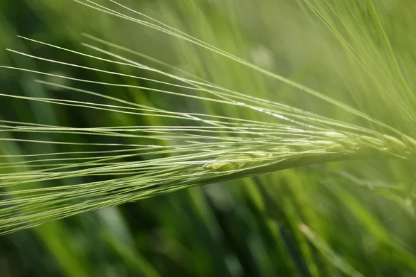 Campo de trigo verde. Close-up — Fotografia de Stock