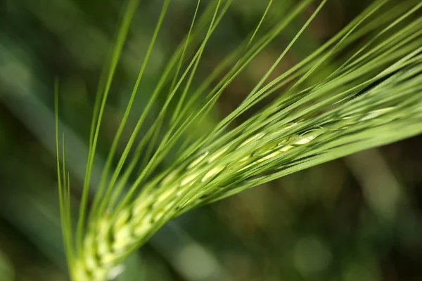 Campo de trigo verde. Close-up — Fotografia de Stock