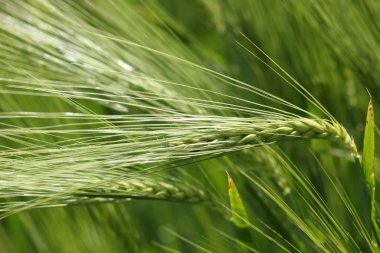 Yeşil buğday alan. Yakın çekim 