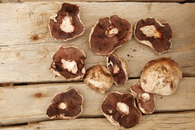 ahşap üzerine taze ve organik mantar 