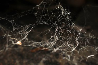 Örümcek ağı doğada. Doğa arkaplanı.