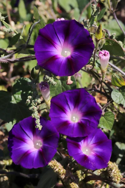 Morning Glory Flower Hermosos Fondos Pantalla — Foto de Stock