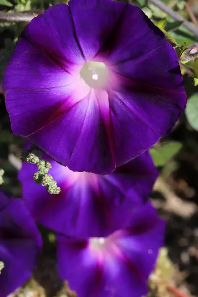 Morning Glory Flower Beaux Fonds Écran — Photo