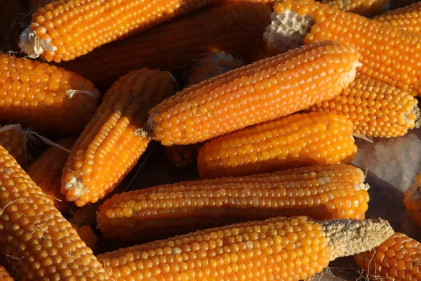 Dried Corns Winter Corn Background — Stock Photo, Image