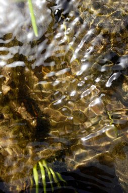 Su yüzeyi ve yosunları akıt