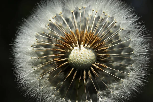 Bitkiler Yakın Plan Karahindiba Detayı Makro Çiçek Açar — Stok fotoğraf