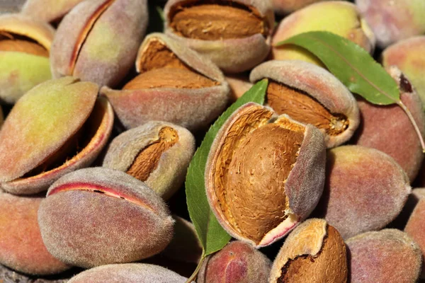 Harvest of almonds. Healthy foods.