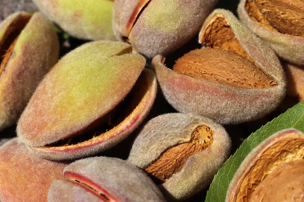 Harvest of almonds. Healthy foods.