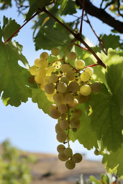 Rijp Natuurlijke Witte Druiven Herfst — Stockfoto