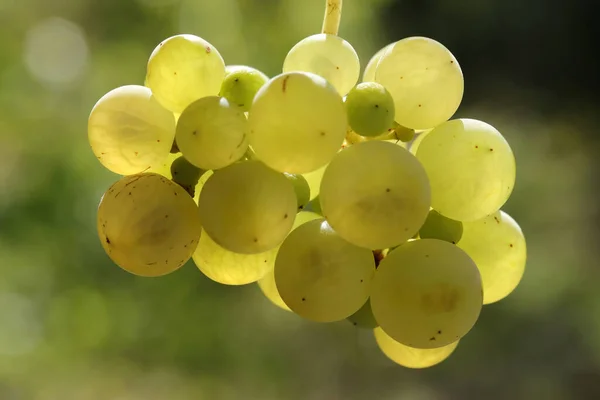 Ripe Natural White Grapes Autumn — Stock Photo, Image