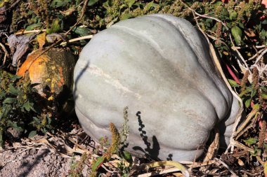 Hasat zamanı organik olgun balkabakları