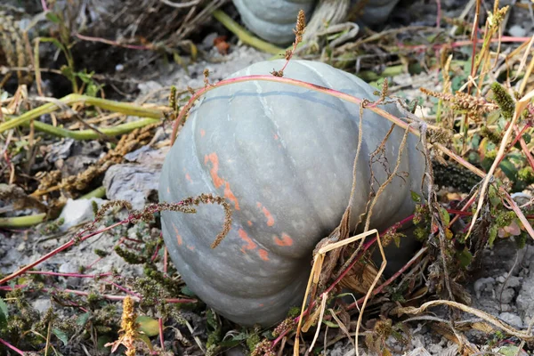 Calabazas Maduras Orgánicas Momento Cosecha — Foto de Stock