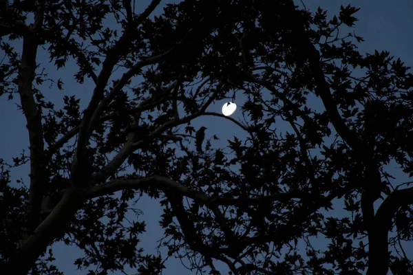 Oiseau Sur Arbre Lune Dans Ciel — Photo