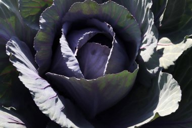 Bahçede kırmızı lahana, kapat