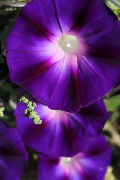 Morning Glory Flower Hermosos Fondos Pantalla — Foto de Stock