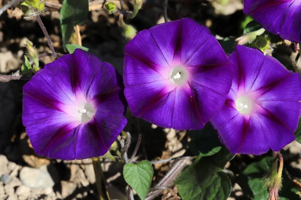 Morning Glory Flower Hermosos Fondos Pantalla — Foto de Stock