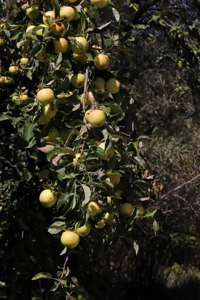 Manzanas Maduras Colgadas Árbol — Foto de Stock