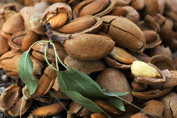 Badem Hasat Zamanı Kırılmış Badem — Stok fotoğraf