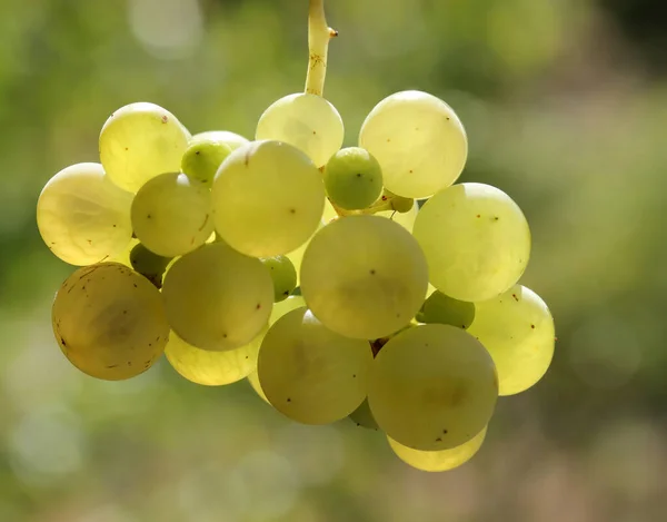 Uvas Brancas Naturais Maduras Outono — Fotografia de Stock