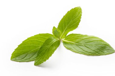 Beyaz arkaplanda taze nane şekeri.