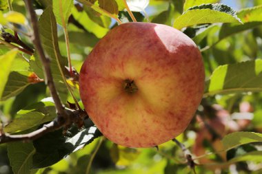 Olgun elmalar, ağaçta asılı..