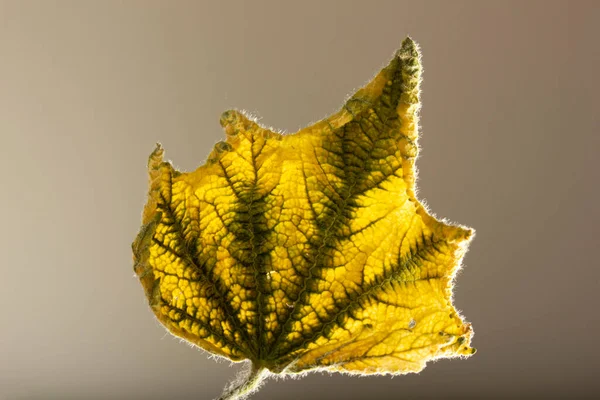 Feuille Jaune Automne Contexte Texture — Photo