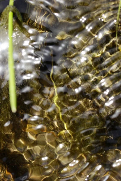 Stream Water Surface Algae — Stock Photo, Image