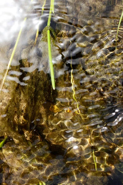 Cours Eau Surface Eau Algues — Photo