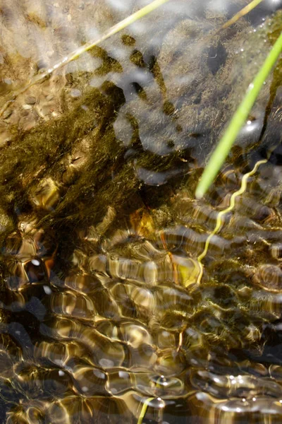 Gewässeroberfläche Und Algen — Stockfoto