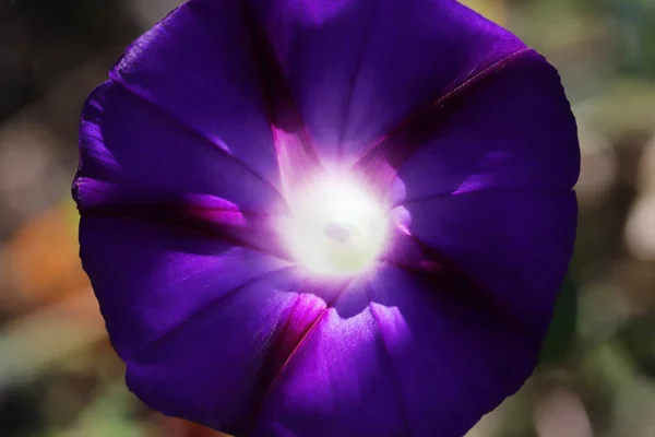 Goedemorgen Glory Flower Prachtige Achtergronden — Stockfoto