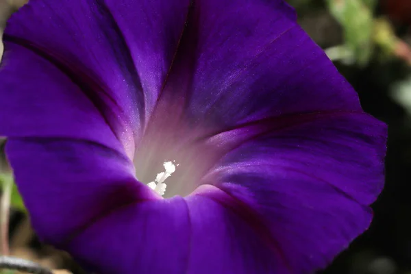 Morning Glory Flower Lindos Papéis Parede — Fotografia de Stock