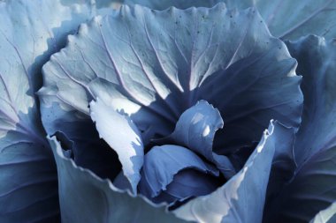 Bahçede kırmızı lahana, kapat