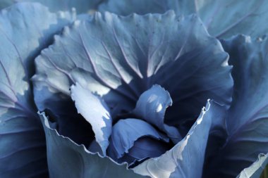 Bahçede kırmızı lahana, kapat