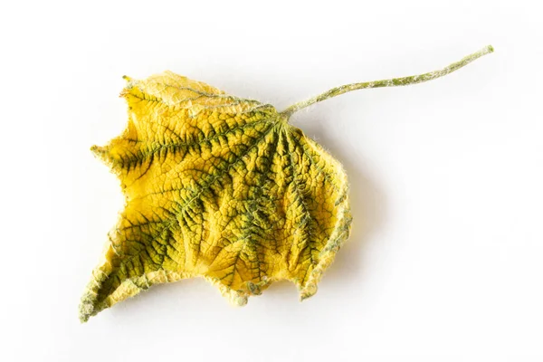 Feuille Jaune Automne Contexte Texture — Photo