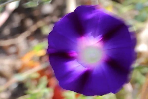 Morning Glory Flower Hermosos Fondos Pantalla — Foto de Stock