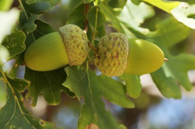 Taze ve genç palamut ağaçta