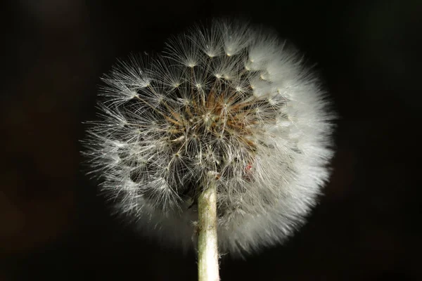 Plants Close Dandelion Detail Macro Bloom — Stock Photo, Image