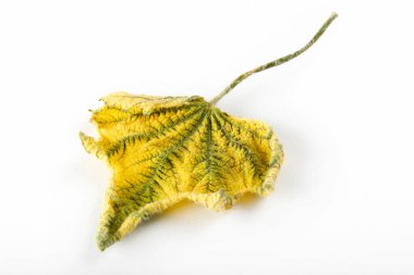 Sonbaharda sarı yaprak. Arkaplan, doku.