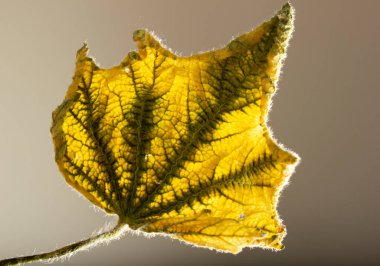 Sonbaharda sarı yaprak. Arkaplan, doku.