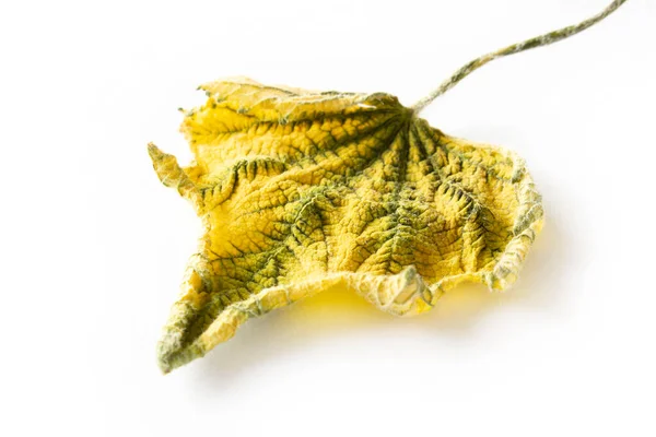 Feuille Jaune Automne Contexte Texture — Photo