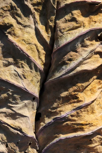 Gulaktiga Blad Hösten Abstrakt Natur Bakgrund Struktur — Stockfoto