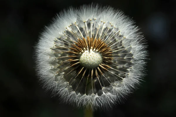 Plantas Grande Plano Detalhe Dente Leão Macro Flor — Fotografia de Stock