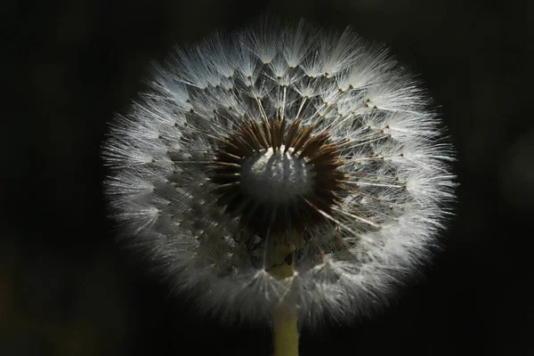 Pflanzen Aus Nächster Nähe Löwenzahn Detail Makroblüte — Stockfoto