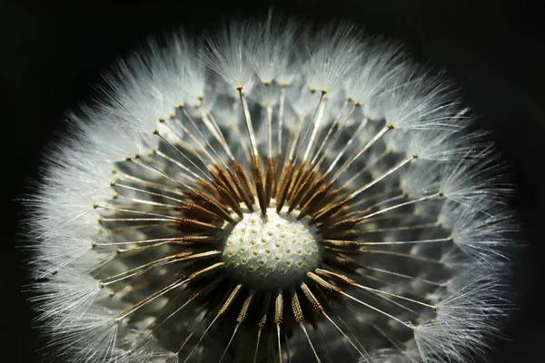 Växter Närbild Maskros Detalj Makro Blomma — Stockfoto