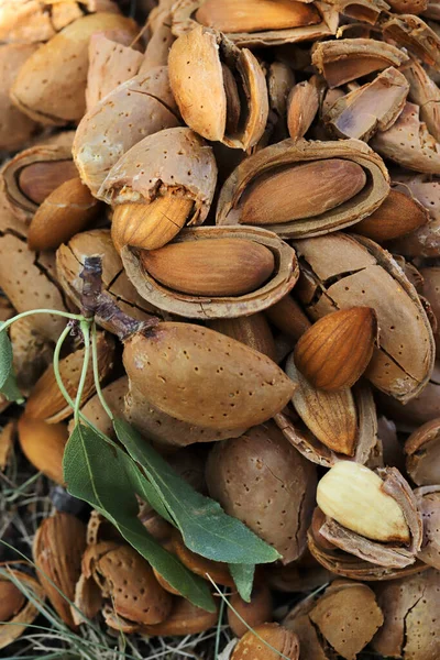 Tiempo Cosecha Almendras Almendras Rotas — Foto de Stock