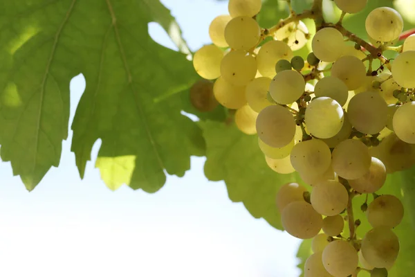Rijp Natuurlijke Witte Druiven Herfst — Stockfoto