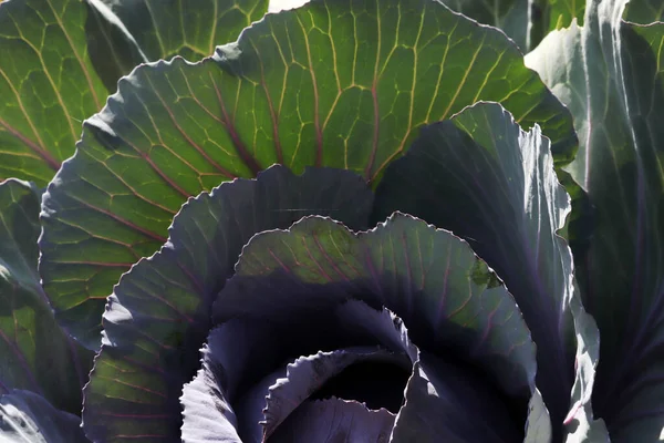 Red Cabbage Garden Close — Stock Photo, Image
