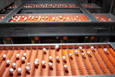 Taşıyıcı banttaki beyaz yumurtalar. Kümes hayvanları çiftliği. Yumurta fabrikası.