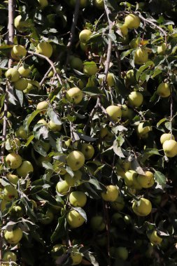 Olgun elmalar, ağaçta asılı..