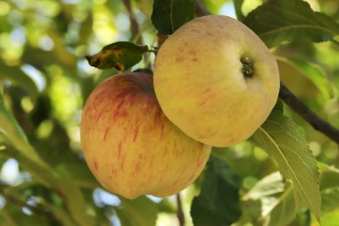 Olgun elmalar, ağaçta asılı..